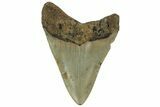 Fossil Megalodon Tooth - North Carolina #219501-2